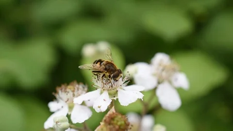 Bee mimic fly Stock Footage 91013023