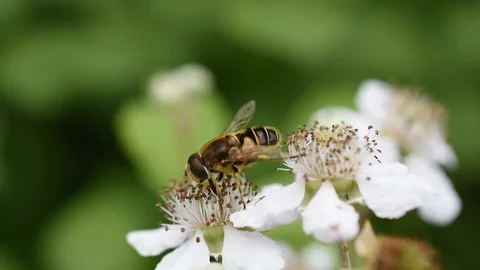 Bee mimic fly Stock Footage 91032281