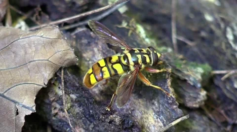 Bee mimic fly on forest floor nature Stock Footage 68288223