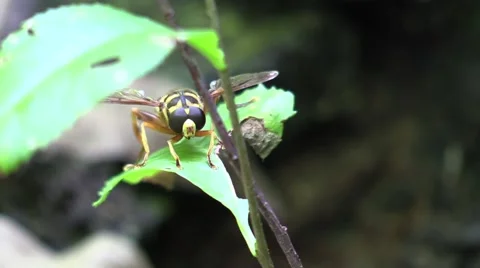 Bee mimic fly front view Stock Footage 68281058