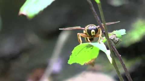 Bee mimic fly front view flies away Stock Footage 68284882
