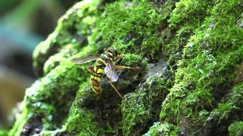 Bee mimic fly on tree with green moss Video stock 68282639
