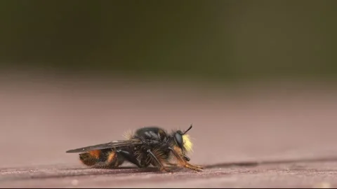 Bee-mimic Robber Fly searching for prey. Stock Footage 153947826