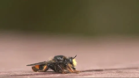Bee-mimic Robber Fly searching for prey. Stock Footage 153947857