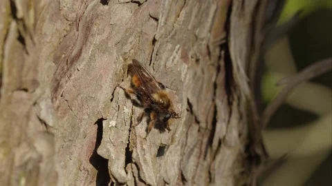 Bee-mimic Robber Fly taking off. Stock Footage 154978901