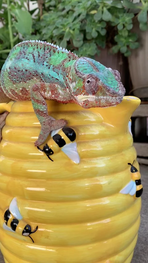 Bee Mine Chameleon Stock Footage 150405755