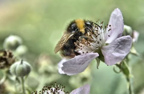Bee Mine Stock Photos
