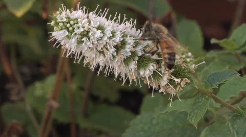 Bee on a mint flower Video stock 35208511