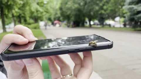 Bee On Mobile Phone Stock Footage 248631313