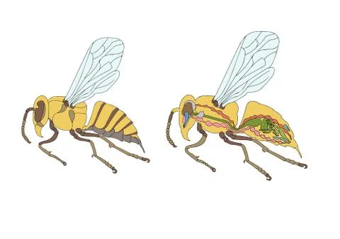 Bee morphology Stock Illustration