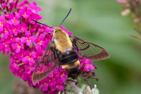 Bee moth on bush Stock Photos