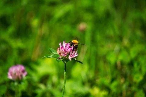 A bee on a mountain flower Stock Photos