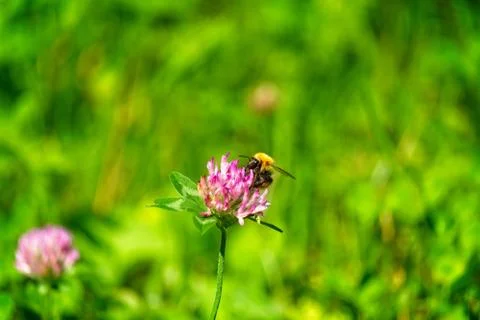 A bee on a mountain flower Stock Photos