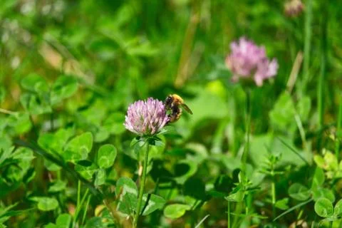 A bee on a mountain flower Stock Photos