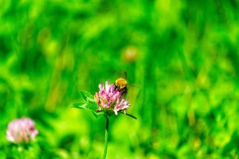 A bee on a mountain flower Stock Photos