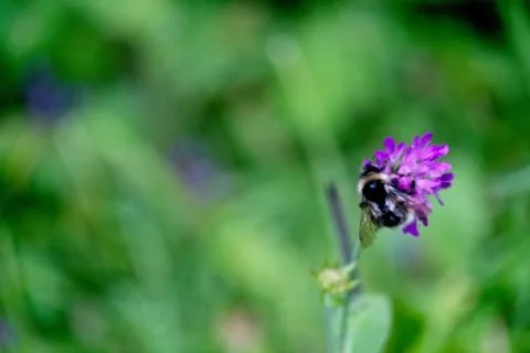 A bee on a mountain flower Stock Photos