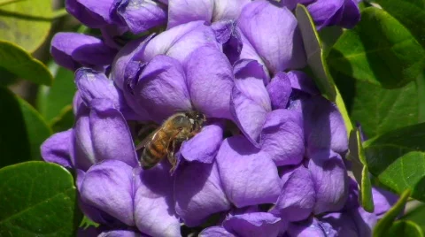 Bee On Mountain Laurel Stock Footage