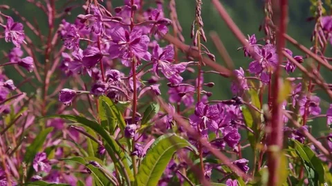 Bee on mountain pink flowers Stock Footage 74760976
