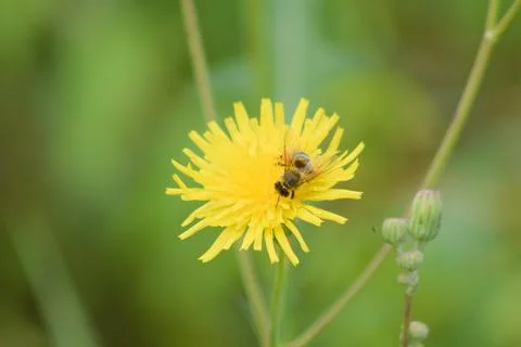 Bee on mouse-ear hawkweed flower in bloom closeup with blurry background Stock Photos