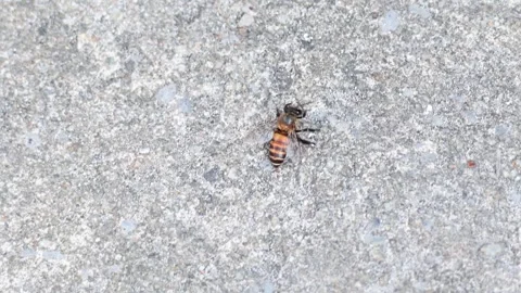 Bee Movement on Concrete Surface Stock Footage 309603698