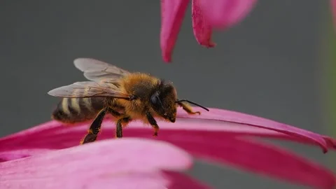 Bee moves on leaf of echinacea flower slow motion Stock Footage 303701394
