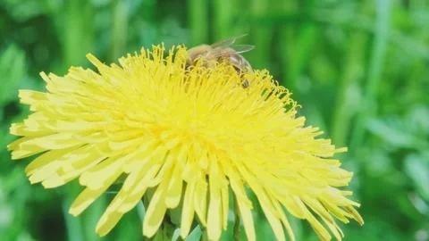 Bee moves through flower and collects nectar from yellow dandelion on green blur Stockbeeldmateriaal 247177826