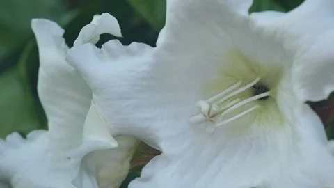 Bee moving out from flower Stock Footage 101843531