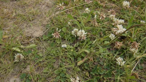 Bee moving over flowers Stockbeeldmateriaal 155573522