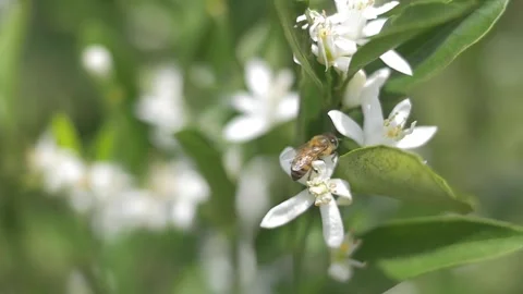 Bee moving through orange flowers on citrus farm during spring Stock Footage 255686044