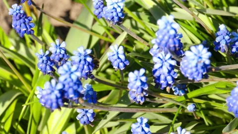 Bee on the Muscari flower Stock Footage 197074069