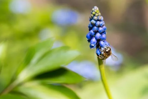 Bee on a Muscari Foto stock