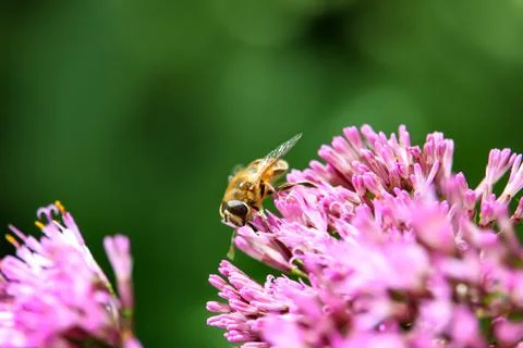 Bee My Guest 스톡 사진