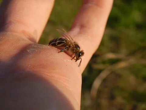Bee On My Hand Foto stock