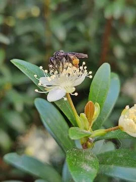 Bee on myrtle flower Stock Photos