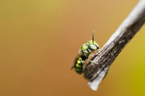 Bee in the nature Stock Photos