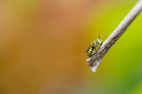 Bee in the nature Foto stock