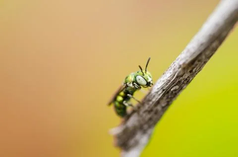 Bee in the nature Stock Photos