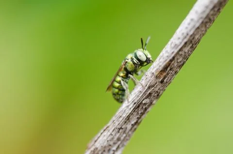 Bee in the nature Stock Photos