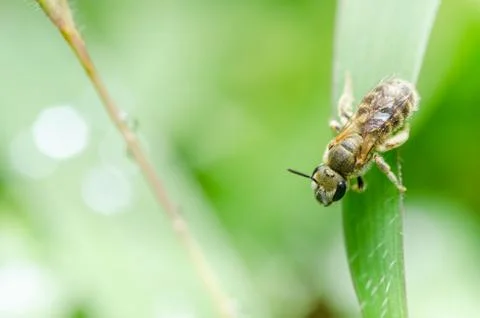 Bee in the nature Stock Photos