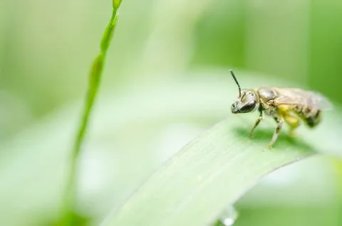 Bee in the nature Stock-Fotos