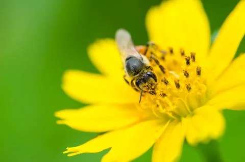Bee in the nature Stock Photos