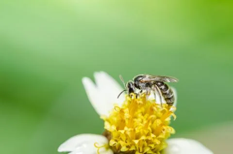 Bee in the nature Stock Photos