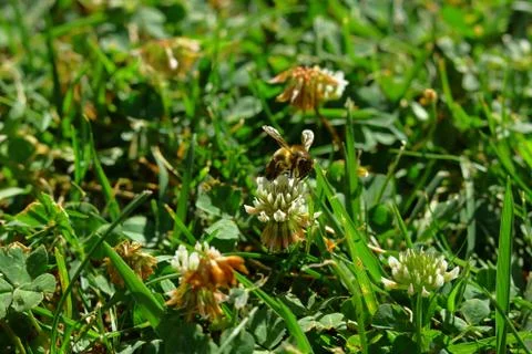 Bee in nature Stock Photos