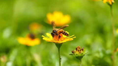 Bee in nature, slow motion. Stock-Footage 50222493