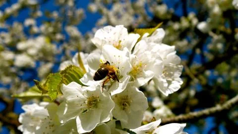 Bee. nectar. apple blossom. spring Stock Photos