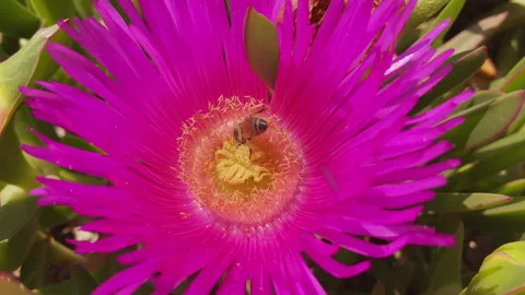 Bee nectar Stock Footage 154599421