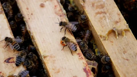 Bee with Nectar Stock Footage 240645458