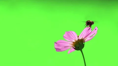 Bee with nectar on its paws sits on a flower. slow motion. green screen. Stock Footage 143952923