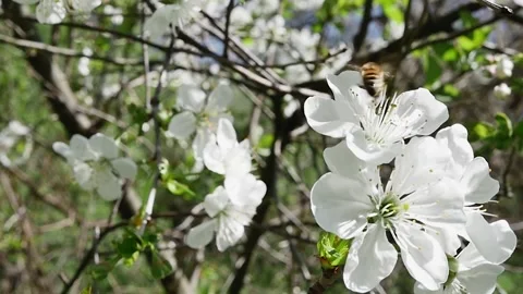 Bee nectar. The sweetness of forest flowers Vídeos de archivo 278717565