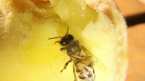 Bee on nectarin Stock Footage 58735310